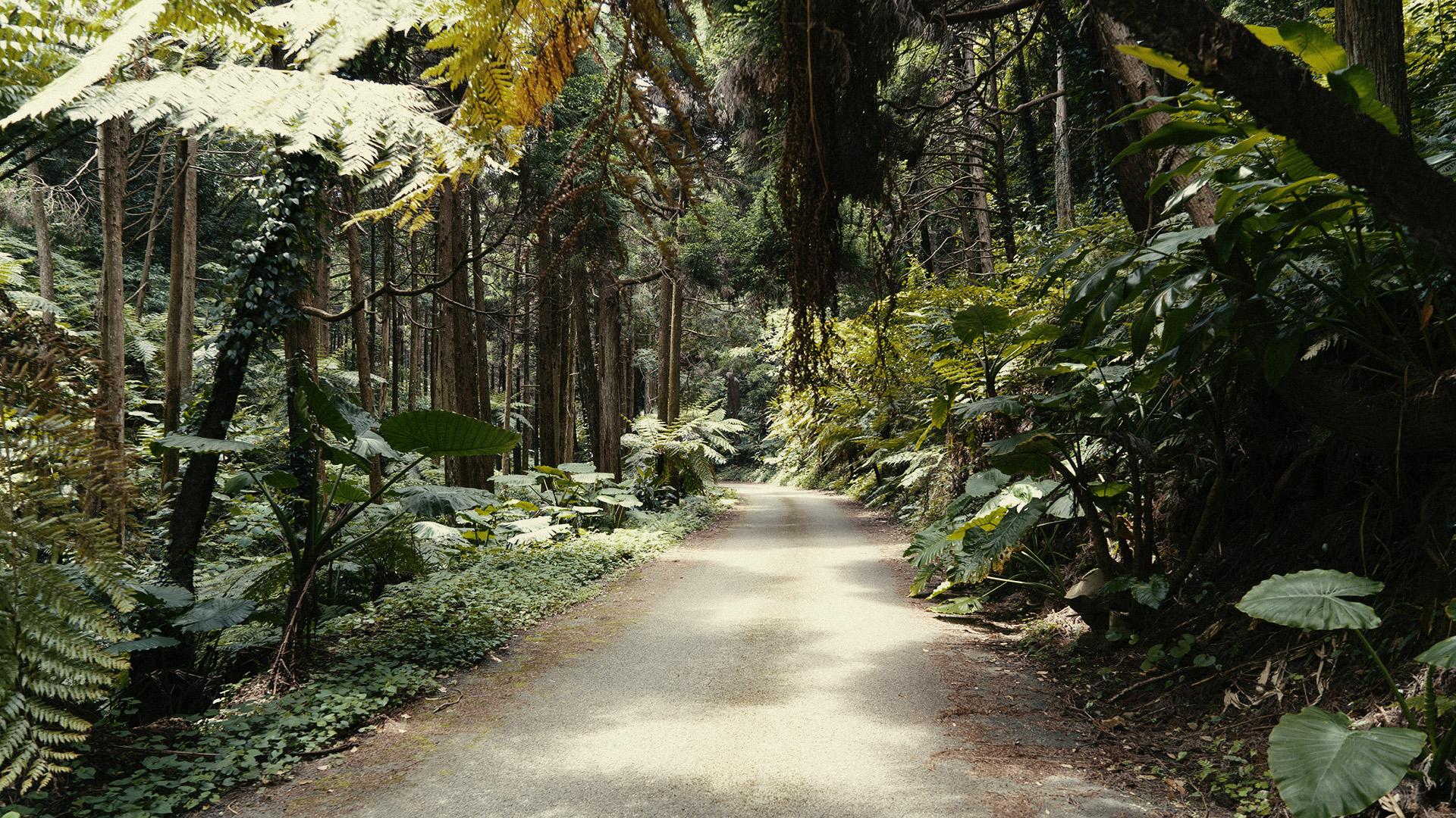 tanegashima-19