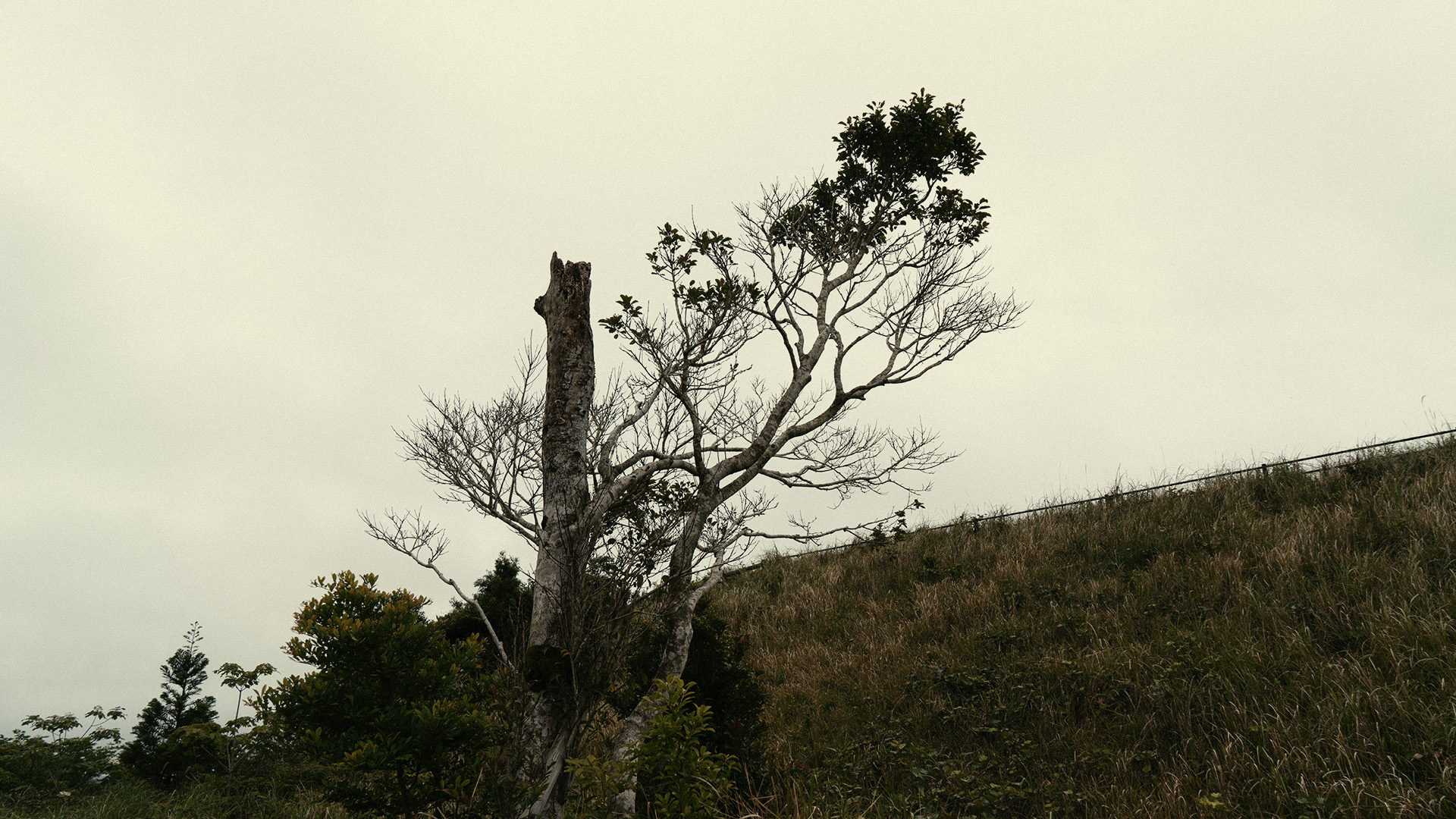 tanegashima-34